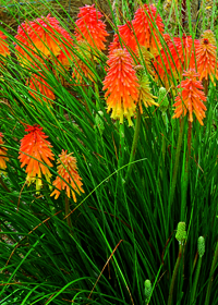 Kniphofia 'Ember Glow'